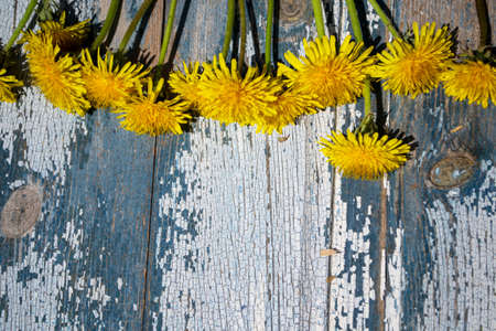 Yellow dandelions on a blue wooden background. Copy space.の写真素材