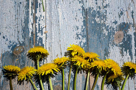 Dandelion flowers on rustic wooden background. Top view.の写真素材