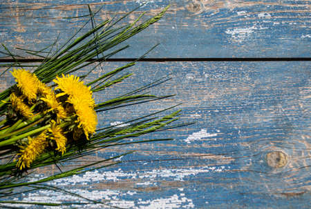Yellow dandelions on a blue wooden background with copy space.の写真素材