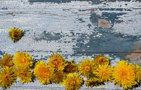 Dandelion flowers on a rustic wooden background. Copy space.の写真素材