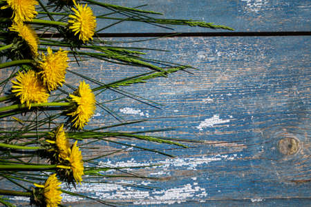 Yellow dandelions on a blue wooden background. Copy space.の写真素材
