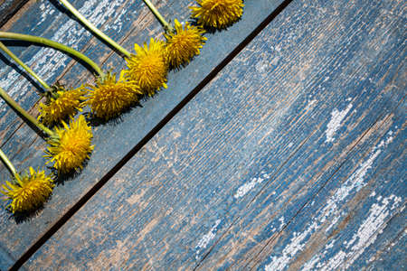 Yellow dandelions on a blue wooden background. Copy space.の写真素材