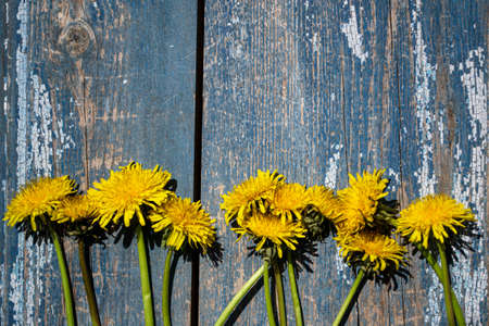 Yellow dandelions on a blue wooden background. Copy space.の写真素材