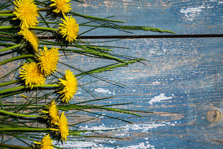 Yellow dandelions on blue wooden background. Top view. Copy space.の写真素材