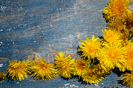 Yellow dandelion flowers on blue wooden background. Top view.の写真素材