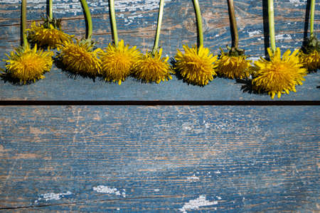 Yellow dandelion flowers on old wooden background. Copy space.の写真素材