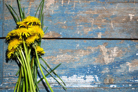 Bouquet of yellow dandelions on a blue wooden backgroundの写真素材
