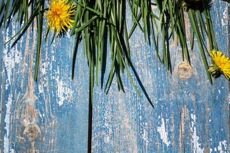 Yellow dandelions on a blue wooden background. Copy space.の写真素材