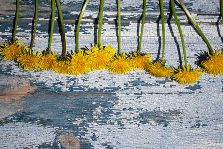 Yellow dandelion flowers on old wooden background. Top view.の写真素材
