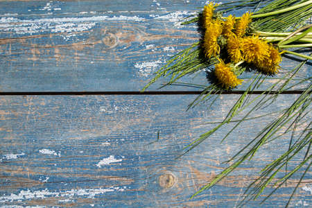 Bouquet of yellow dandelions on a blue wooden background.の写真素材