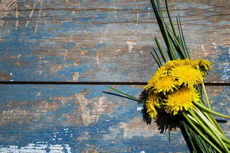 Bouquet of yellow dandelions on a wooden background.の写真素材