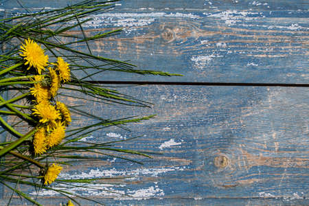 Yellow dandelions on a blue wooden background. Copy space.の写真素材