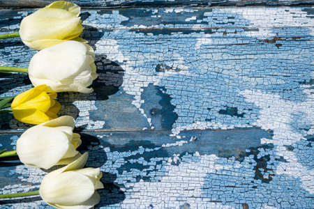 White and yellow tulips on an old blue painted wooden background.の写真素材