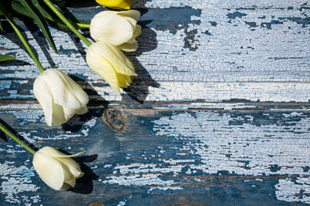 Bouquet of white tulips on a blue wooden background, top viewの写真素材