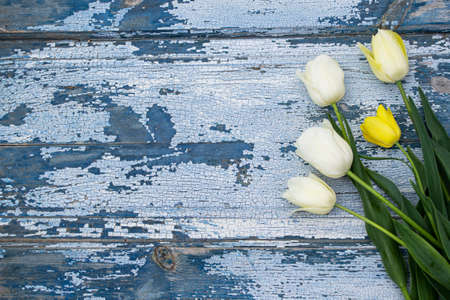 Bouquet of white and yellow tulips on blue wooden backgroundの写真素材