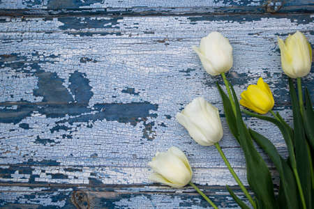 White and yellow tulips on a blue wooden background. Top view.の写真素材