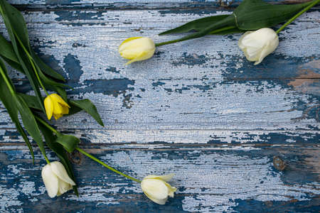 Bouquet of white and yellow tulips on a blue wooden background.の写真素材