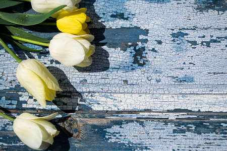 Bouquet of yellow tulips on a blue wooden background.の写真素材