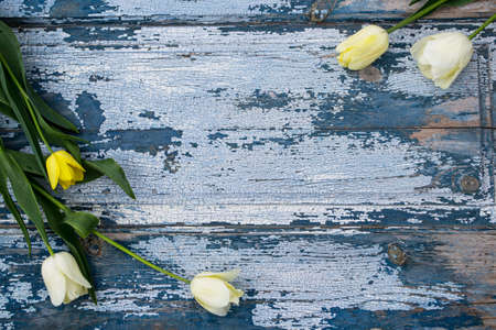 White tulips on a blue wooden background. View from above.の写真素材