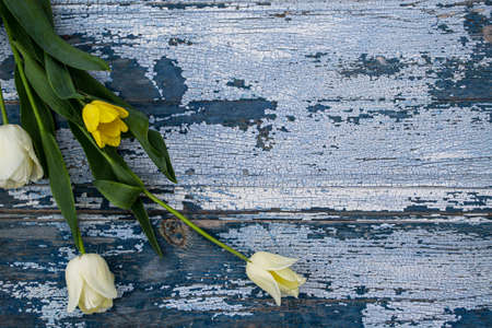 Bouquet of yellow tulips on a blue wooden background.の写真素材