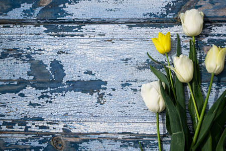 White and yellow tulips on blue wooden background with copy space.の写真素材