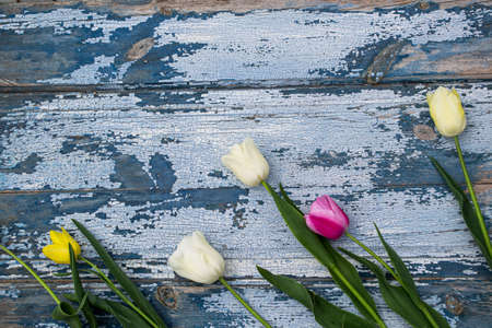 Three white and pink tulips lie on a blue wooden background.の写真素材