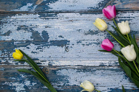 Tulips on a blue wooden background. Space for text.の写真素材