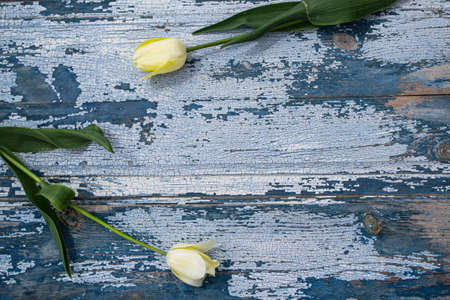 Yellow tulips on a blue wooden background. Place for text.の写真素材