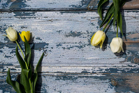 Yellow tulips on a blue wooden background. Place for text.の写真素材
