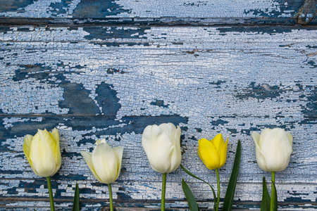 White and yellow tulips on blue wooden background with copy space.の写真素材