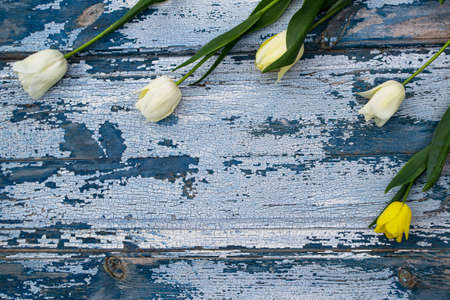 Bouquet of white tulips on a blue wooden background.の写真素材
