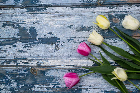Bouquet of white and pink tulips on a blue wooden backgroundの写真素材