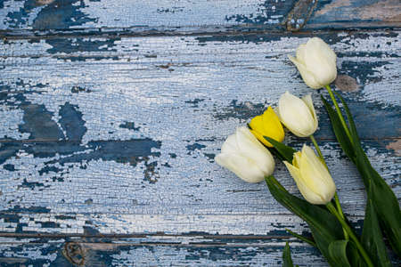 White and yellow tulips on a blue wooden background. Top view.の写真素材