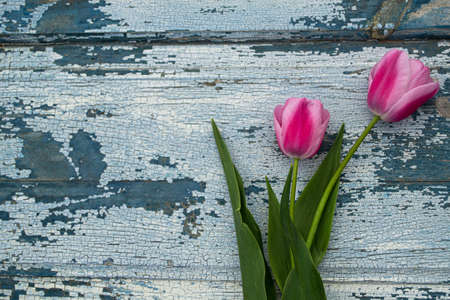 Pink tulips on a blue wooden background. Top view, copy spaceの写真素材