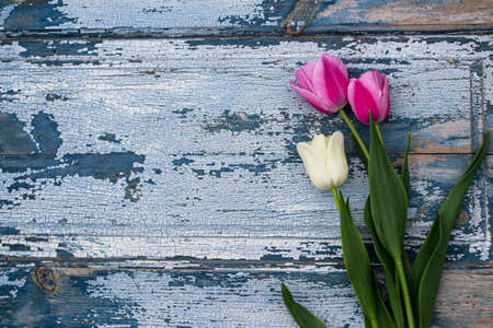 Tulips on a blue wooden background. Place for text.の写真素材