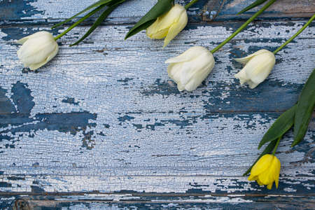 White tulips on a blue wooden background. View from above.の写真素材