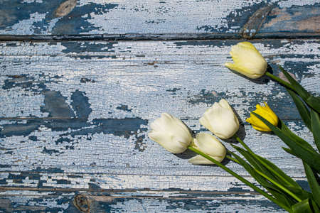 White tulips on a blue wooden background. Place for text.の写真素材