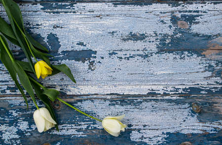 Bouquet of white and yellow tulips on a blue wooden backgroundの写真素材