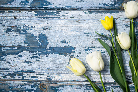 White tulips on rustic blue wooden background. Top view.の写真素材