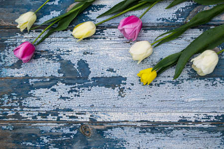 Tulips on old blue wooden background. Top view with copy space.の写真素材