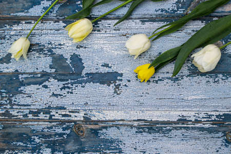 White tulips on blue wooden background. Top view, copy spaceの写真素材