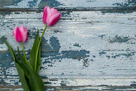 Pink tulips on old wooden background. Top view with copy space.の写真素材