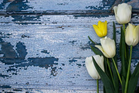 White tulips on a blue wooden background. Place for text.の写真素材