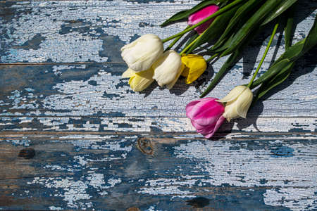 Bouquet of colorful tulips on a blue wooden background.の写真素材