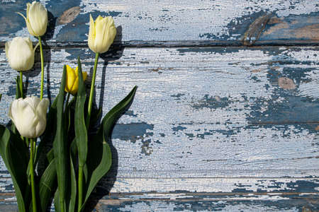 White tulips on a blue wooden background. Place for text.の写真素材