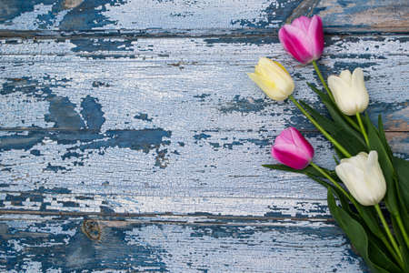 White and pink tulips on a blue wooden background with copy spaceの写真素材