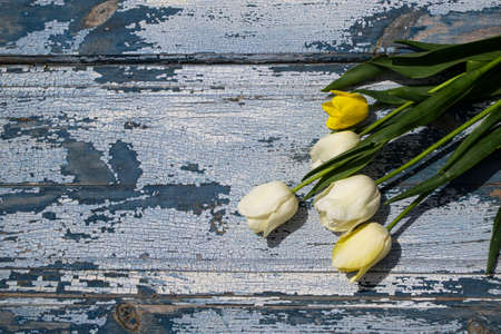 Bouquet of white and yellow tulips on blue wooden backgroundの写真素材