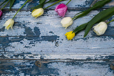 Colorful tulips on rustic blue wooden background, copy spaceの写真素材