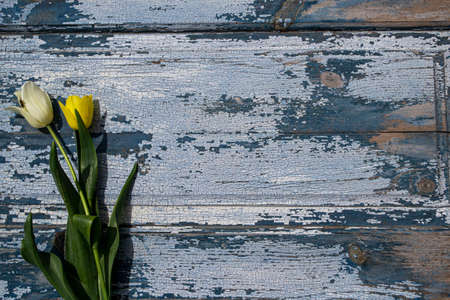 Tulips on a blue wooden background. Place for text.の写真素材