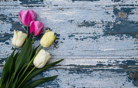 Bouquet of white and pink tulips on a blue wooden backgroundの写真素材